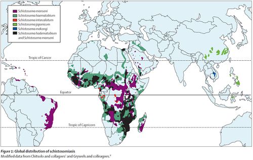 Schistosomiasis distribution adapted from Ferarri, Lancet Neurol 2011.jpg